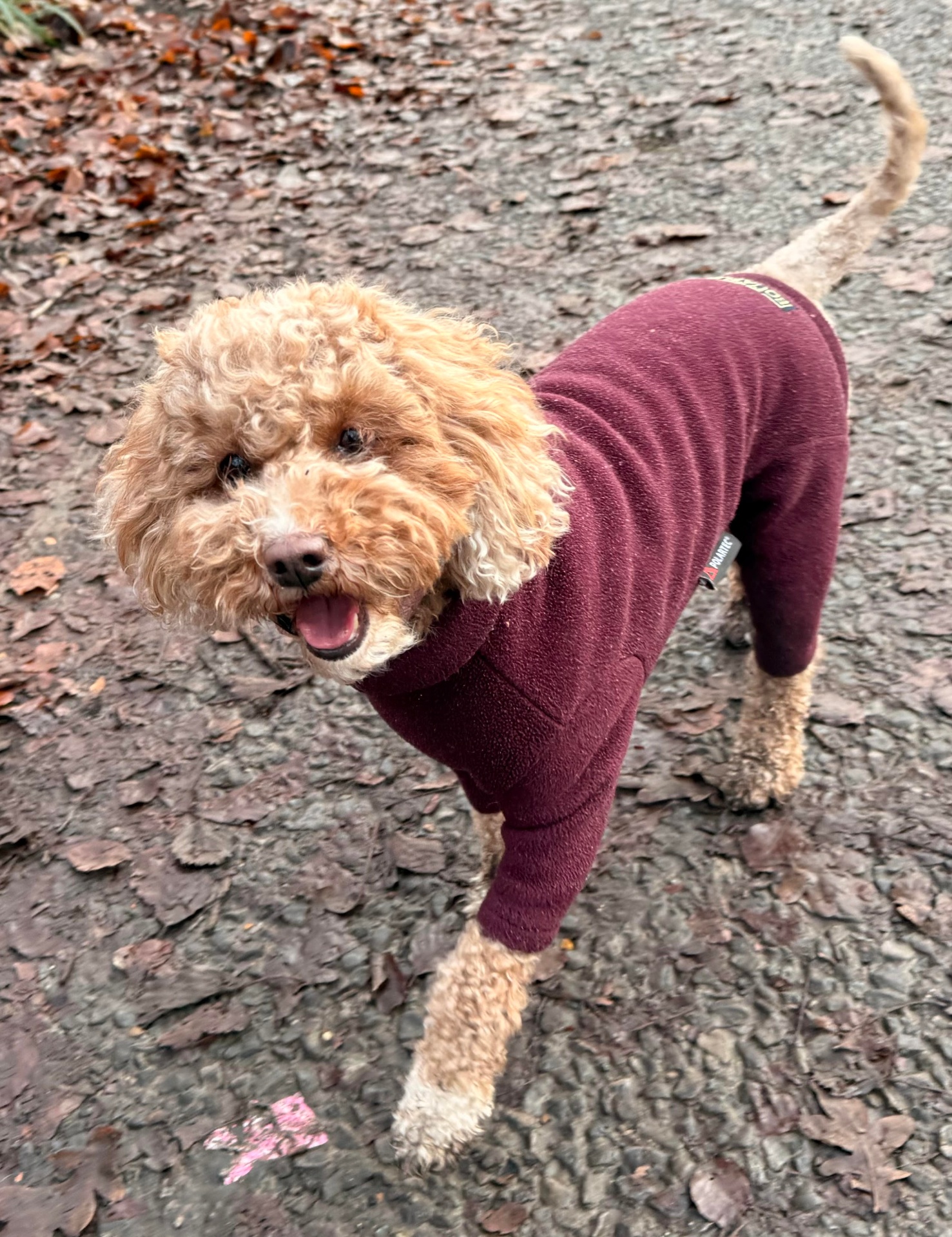 Nala Cockapoo Tread Walks - Professional Dog Walking in Monton, Salford, Manchester